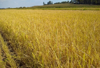 A foto mostra uma lavoura de arroz A foto mostra uma lavoura de arroz