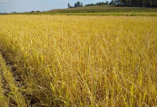 A foto mostra uma lavoura de arroz