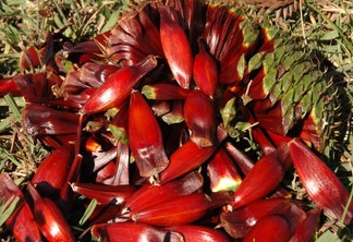 Foto de pinhões. Foto de pinhões.