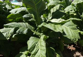Foto de planta de tabaco. Foto de planta de tabaco.