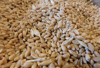 A foto mostra grãos de trigo