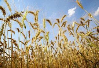 A foto mostra uma lavoura de trigo
