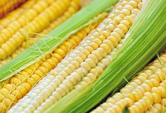 A foto mostra espigas de milho