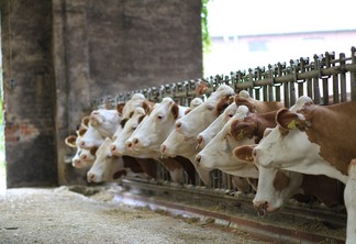 A foto mostra algumas cabeças de gado confinado