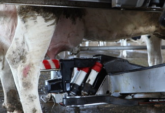 Foto de ordenha robotizada sendo realizada em vaca.