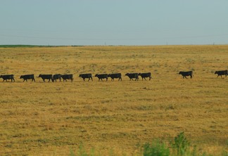 Foto de rebanho de gado em pasto.