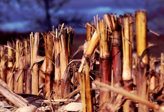A foto mostra uma lavoura de cana-de-açúcar pós colheita