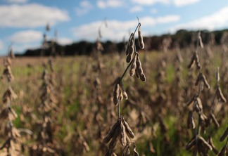 A safra de soja no Sul do país foi repleta de gargalos para o sojicultor. | Foto: Matheus Lorenzini/Destaque Rural
