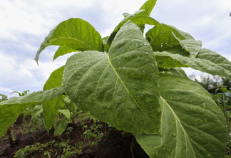 Foto de planta de tabaco com gotas de água na folha.