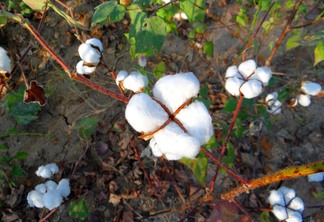 A foto mostra plantas de algodão em pluma