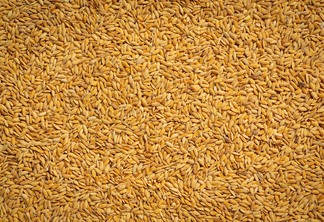 Foto de grãos de arroz em casca.