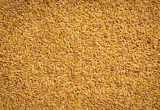 Foto de grãos de arroz. Foto de grãos de arroz.