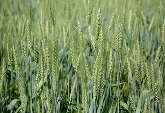 Foto de lavoura de trigo ainda verde, Foto de lavoura de trigo ainda verde,