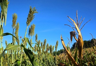 Foto de milho e sorgo em lavoura. Foto de milho e sorgo em lavoura.
