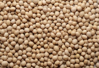 A foto mostra grãos de soja de cor amarelada