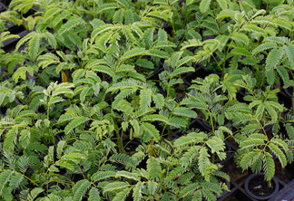 Foto de mudas nativas. Foto de mudas nativas.