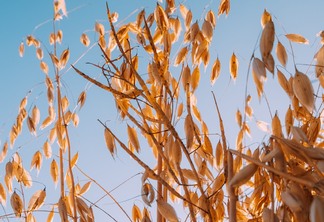 Apesar de estimativas apontarem safra recorde no Brasil neste ano, os preços seguem em alta. | Foto: Arusfly/Unsplash Divulgação Apesar de estimativas apontarem safra recorde no Brasil neste ano, os preços seguem em alta. | Foto: Arusfly/Unsplash Divulgação