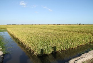 Foto de lavoura de arroz irrigado.