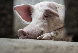 Nesta parcial de junho (entre 31 de maio e 8 de junho), o preço do suíno vivo colocado na indústria no Oeste Catarinense avançou 17,3%. | Foto: Divulgação