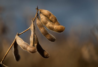 65% do que é produzido de óleo de soja no Brasil é utilizado no biodiesel. | Foto: Wenderson Araujo Trilux/Confederação da Agricultura e Pecuária do Brasil - Flickr 