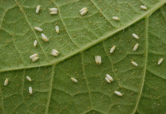 Foto de moscas brancas em folha de planta. Foto de moscas brancas em folha de planta.