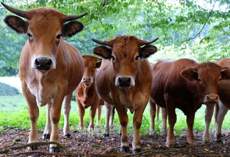 As vendas de carne no mercado atacadista estiveram tão lentas em maio, que a carcaça casada do boi se desvalorizou 6,3%. | Foto: Pixabay/Divulgação