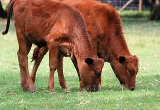 A carcaça casada de bovinos castrados teve incremento de 1,7% e a de bovinos de 5,5%. | Foto: Pixabay/Divulgação