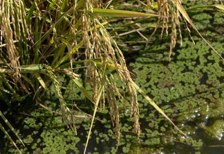 Foto de espigas de arroz em lavoura de arroz irrigado,