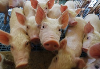 O volume exportado de carne suína de origem paranaense registrou aumento, atingindo 35,5 mil toneladas nos três meses deste ano. | Foto: Jonathan Campos/AEN