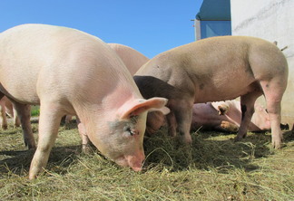 No dia 31 de maio, o valor do suíno vivo de produção independente, posto no frigorifico no Oeste Catarinense, fechou com média de R$ 4,59/kg. | Foto: Pixabay/Divulgação No dia 31 de maio, o valor do suíno vivo de produção independente, posto no frigorifico no Oeste Catarinense, fechou com média de R$ 4,59/kg. | Foto: Pixabay/Divulgação