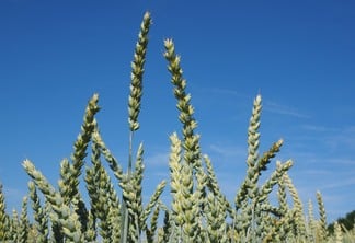 Nos primeiros onze dias de junho, o preço médio do trigo já está em R$114,44/sc de 60kg. | Foto: Pixabay/Divulgação 