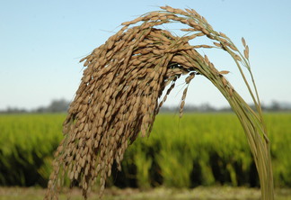 Foto de espiga de arroz pronta para colheita.