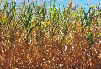 Foto de lavoura de milho afetada pela estiagem, com folhas secas. Foto de lavoura de milho afetada pela estiagem, com folhas secas.
