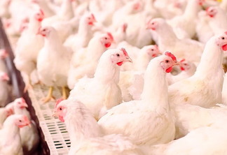 Várias galinhas brancas em um aviário olhando para a direita.