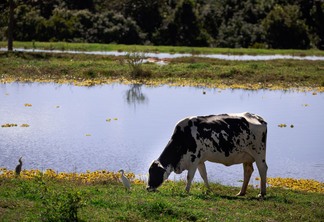 Foto de vaca em pasto próximo de riacho. Foto de vaca em pasto próximo de riacho.