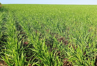 Foto de lavoura de trigo com plantas baixas e verdes. Foto de lavoura de trigo com plantas baixas e verdes.