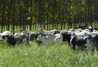 Foto de bovinos em pastagem próxima a floresta.'