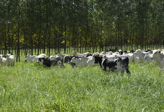 Foto de bovinos em pastagem próxima a floresta.'