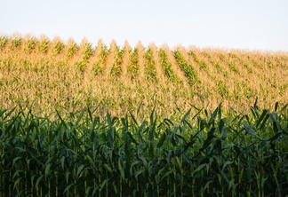 A foto mostra uma lavoura de milho