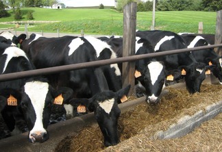 Os bovinos de leite participam com 403 inscritos de quatro raças | Foto: Pixabay/Divulgação 