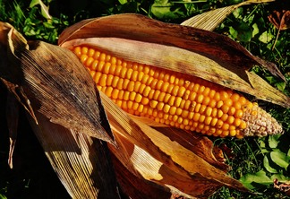 Já em outras praças, a colheita da segunda safra na reta final pressiona as cotações | Foto: Pixabay/Divulgação
