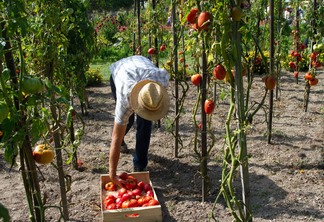 Foto de pessoa com chapéu colocando tomate em caixa em meio a plantação.