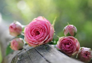 A foto mostra flores do tipo rosa de coloração rosa
