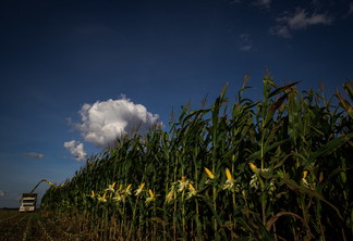 Foto de lavoura de milho sob céu azul e nuvens.