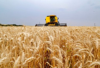 Foto de colheitadeira realizando a colheita do trigo.