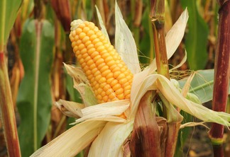 A foto mostra uma espiga de milho