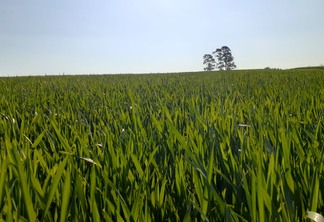 Foto de lavoura de trigo com folhas verdes.