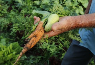 Foto de mão segurando legumes sobre horta.