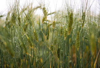 Foto de espigas de trigo verdes e molhadas por pingos de chuva.