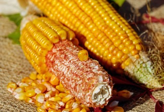A foto mostra duas espigas de milho debulhando